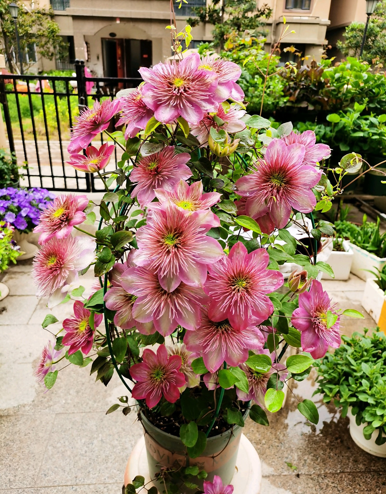 你的阳台还缺花吗?养棵铁线莲"皇帝"吧,美如牡丹,三季有花看