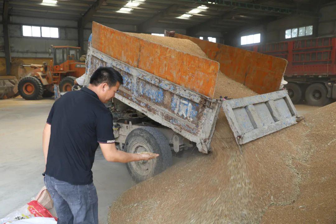 息县张陶乡:夏粮收购有序进行 丰产小麦颗粒归仓