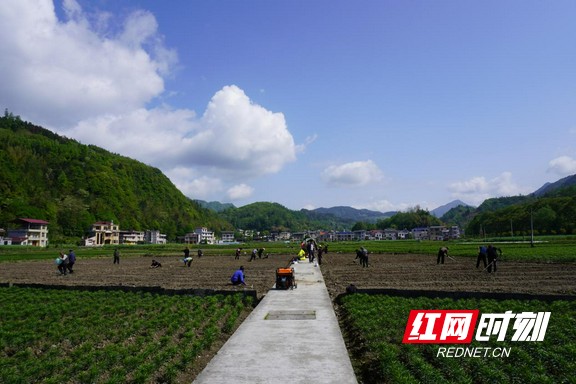 龙山县石牌镇:抢抓农时备春耕 水旱轮作促增收