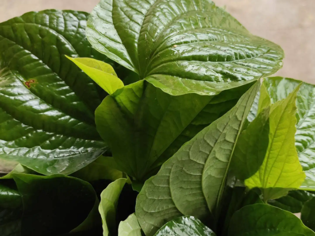 包粽子用的植物红蓝