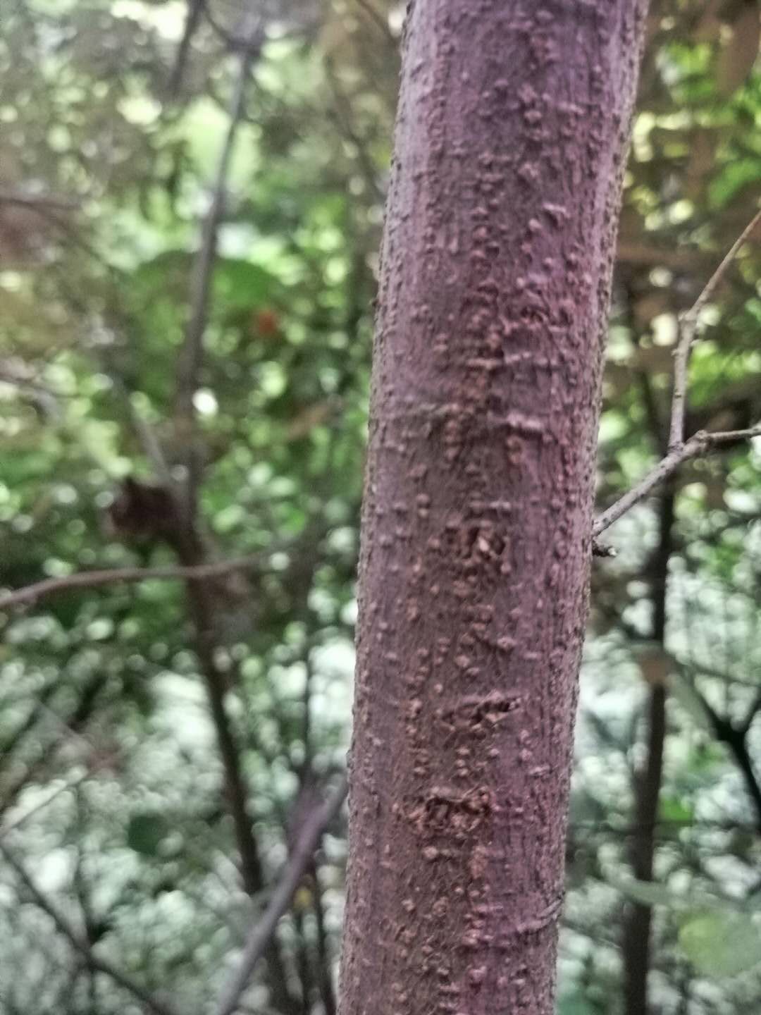 铁匠木—秦岭树木中最伟岸的男人