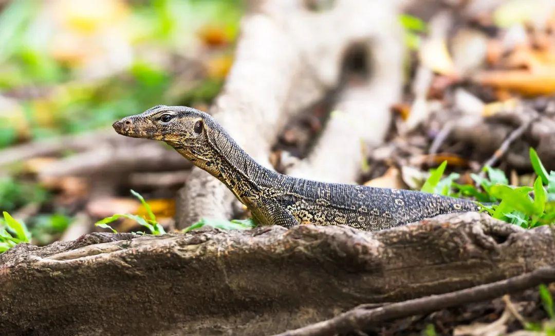 极危"大蜥蜴"闯入云南景洪村民家中,生性好斗,寿命长达150岁