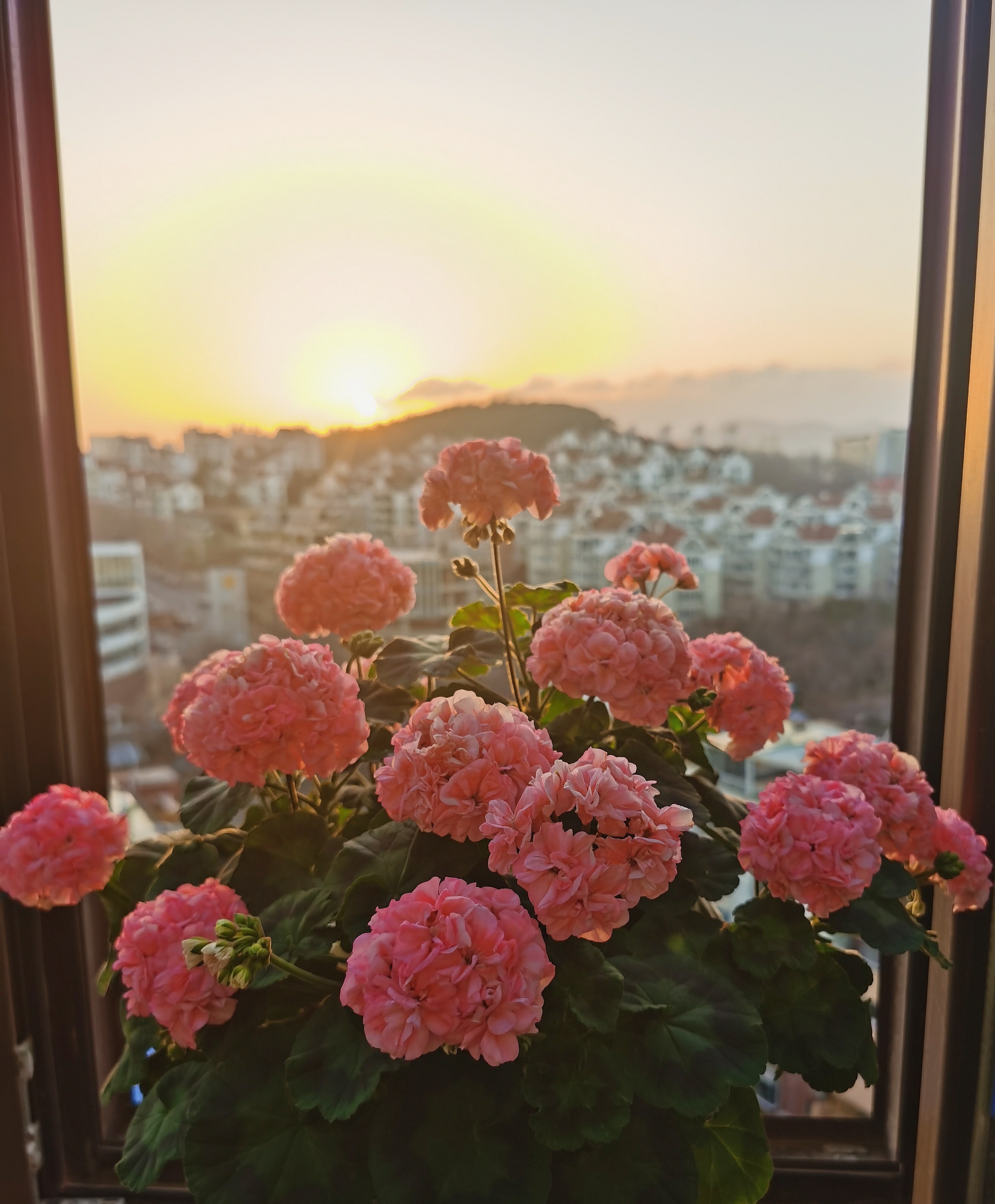 有种天竺葵,名叫"帕萨特",颜值高还爱开花,耐热且好养!