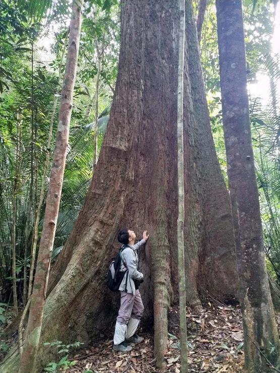 坡垒树:中国热带雨林的稀世宝木