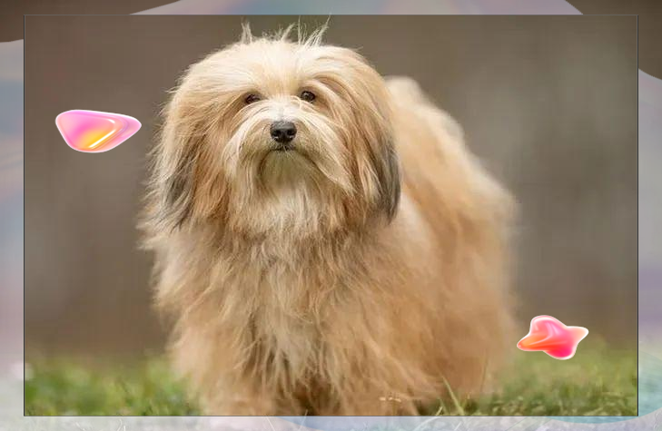 哈瓦那犬:一种受欢迎的犬类品种