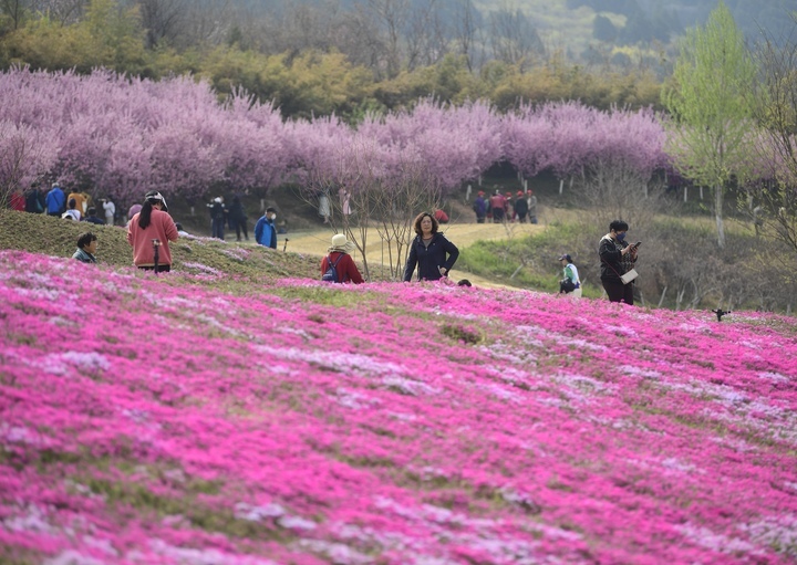 济南最大福禄考花海,即将迎来最美的绽放