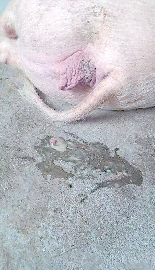母猪流产的常见原因及解决方法探讨