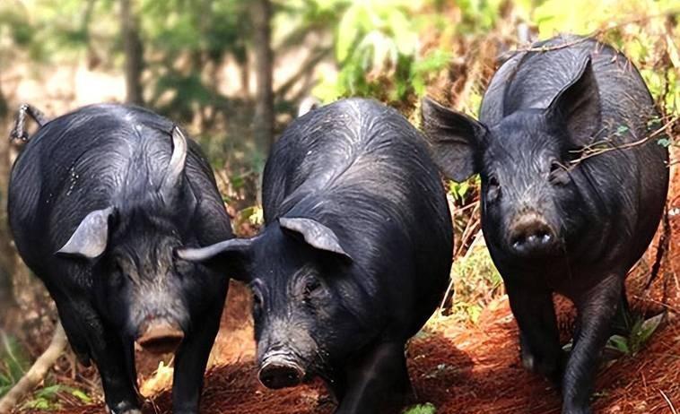 中华土猪历史9000载,外来猪30年入侵,现42种土猪面临消亡