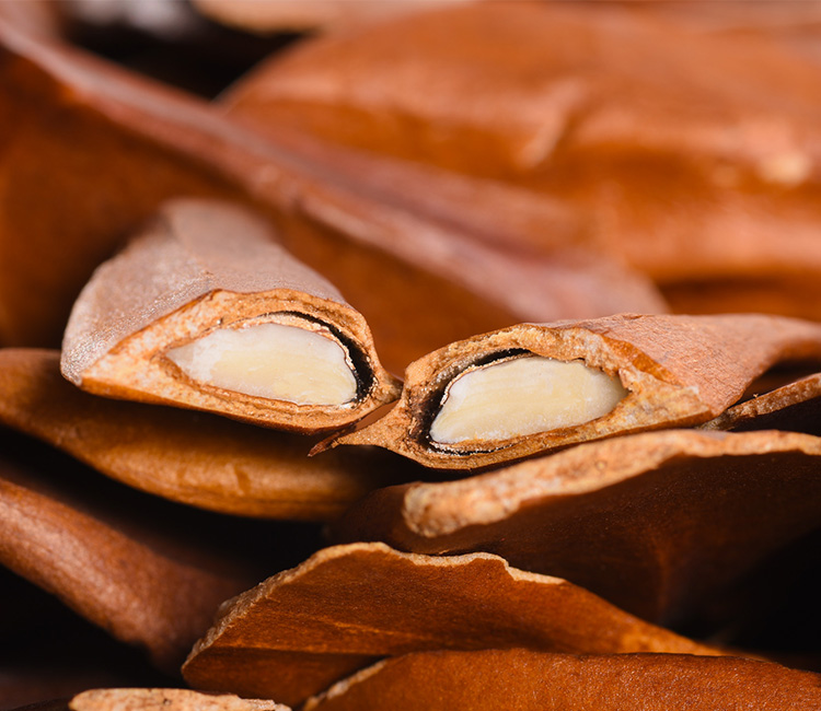 原珍向天果采摘于原产地所罗门群岛 专注高品质高效用