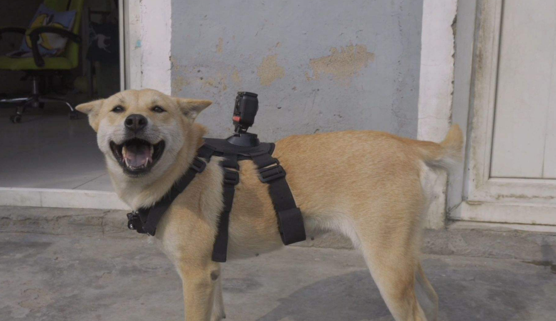中华田园犬:还能不能行,手脚麻利点,卡得我头疼