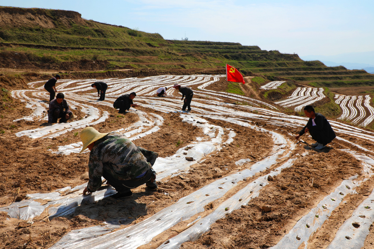 甘肃礼县雷王乡撂荒地整治初见成效