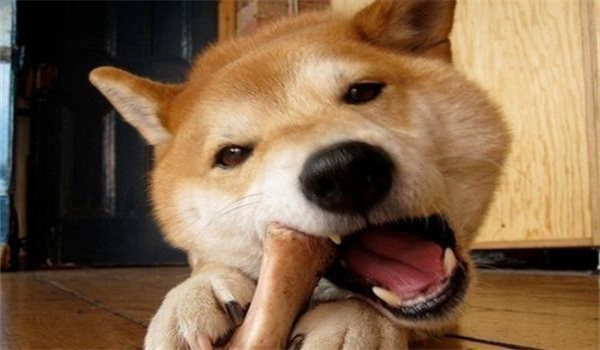 小狗可以吃什么呢?