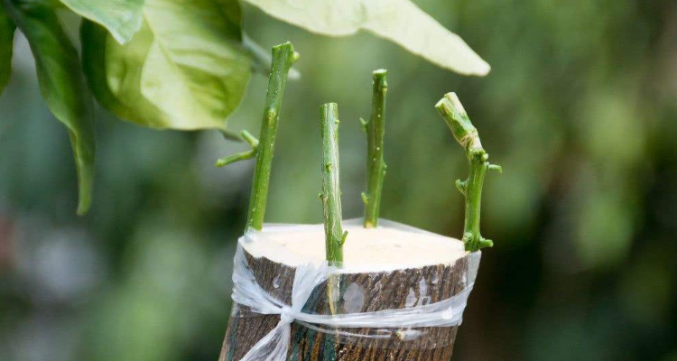 嫁接后的植物遗传砧木还是接穗