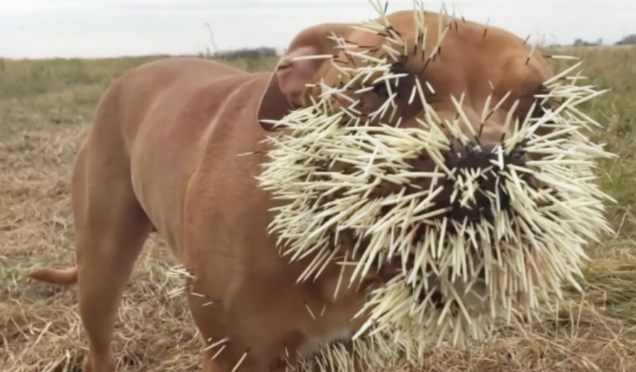比特犬大战豪猪,场面一度失控,狗狗瞬间被扎成了"刺猬"