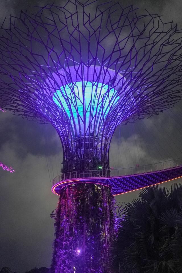 酷似阿凡达的仙境被我找到了!免费打卡新加坡知名景点,擎天树丛
