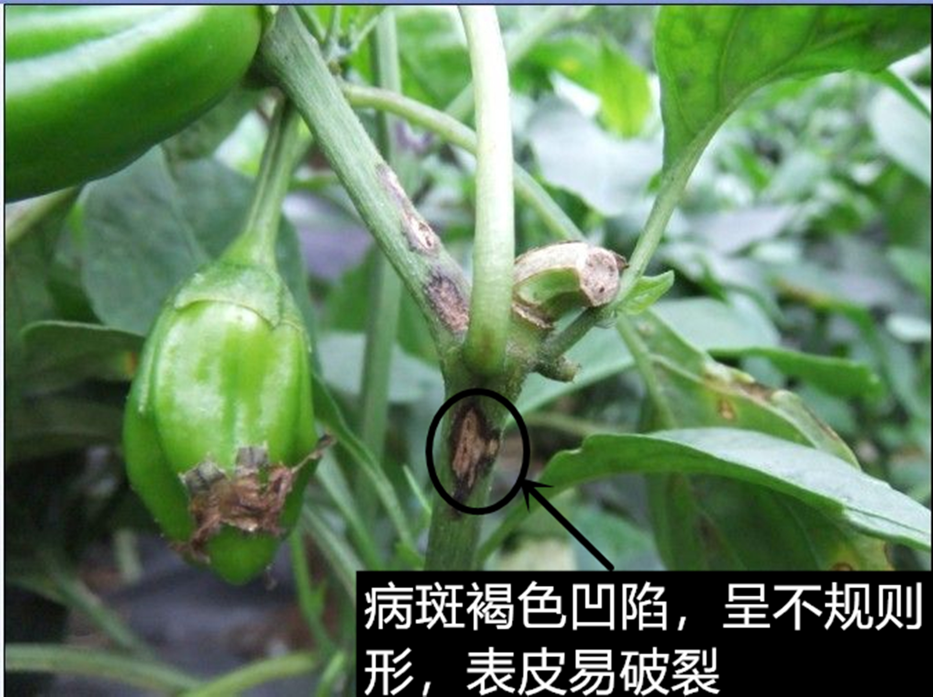 辣椒- 优质问答专区