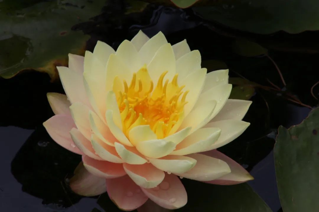 《皇冠瑜伽》连载十八:盛开的莲花(一)