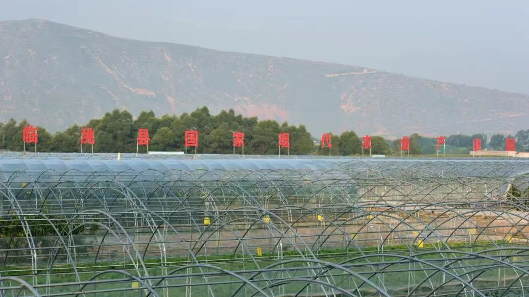 临洮县新添镇崖湾村:小村蔬菜产业的"蝶变"故事