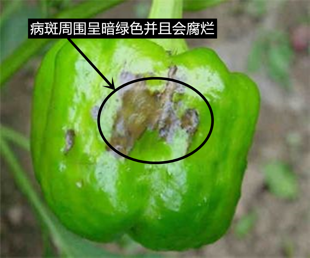 辣椒- 热门商品专区