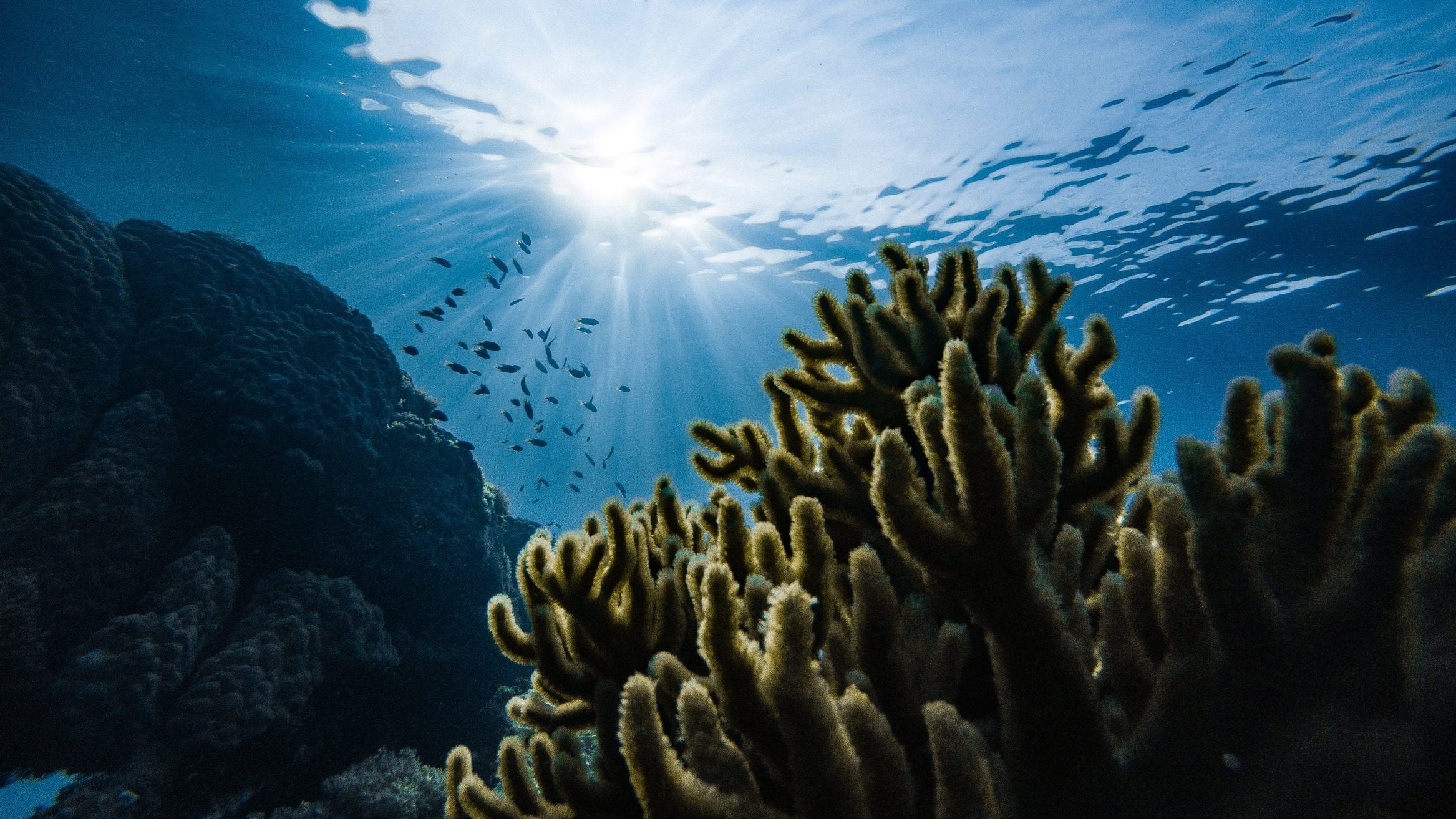 地球开启吸碳模式?新研究发现:深海环流加速,更多碳被锁在海底