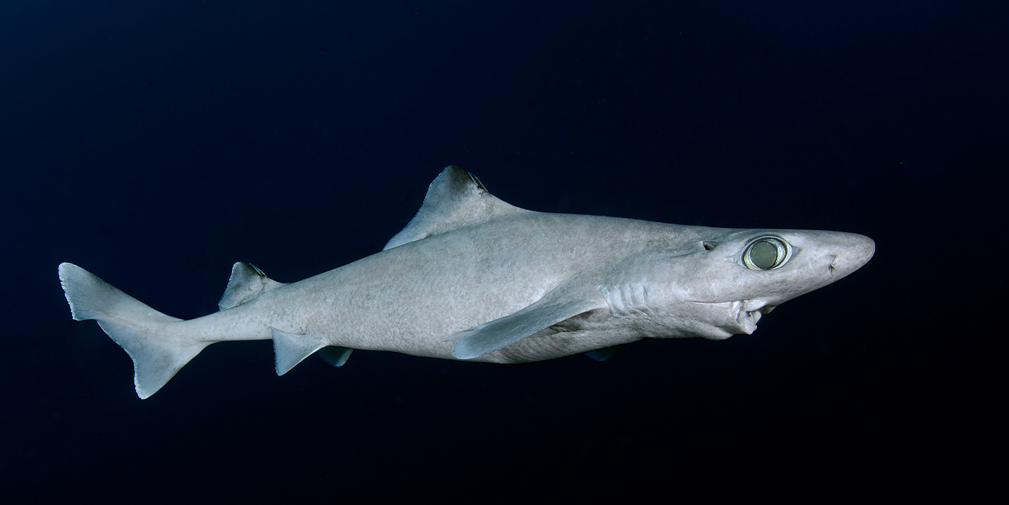 繁殖力低下且面临人类捕捞导致濒危的深海鲨鱼——颗粒刺鲨