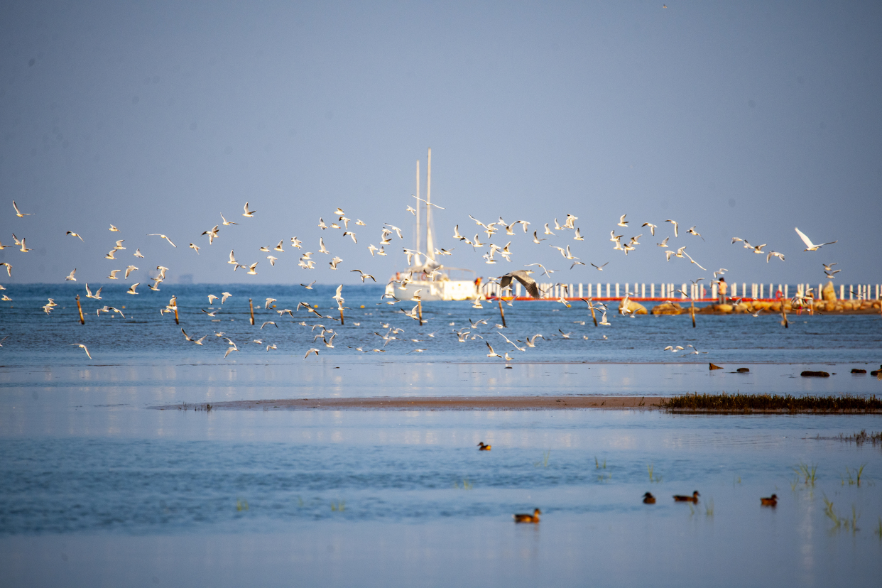 秋天的北戴河湿地是观鸟拍鸟的好季节
