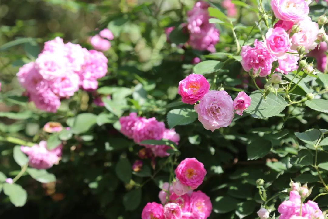 公园的蔷薇花爱丽丝仙境构筑的梦境中仿佛置身于轻抚朵朵蔷薇听鸟儿的