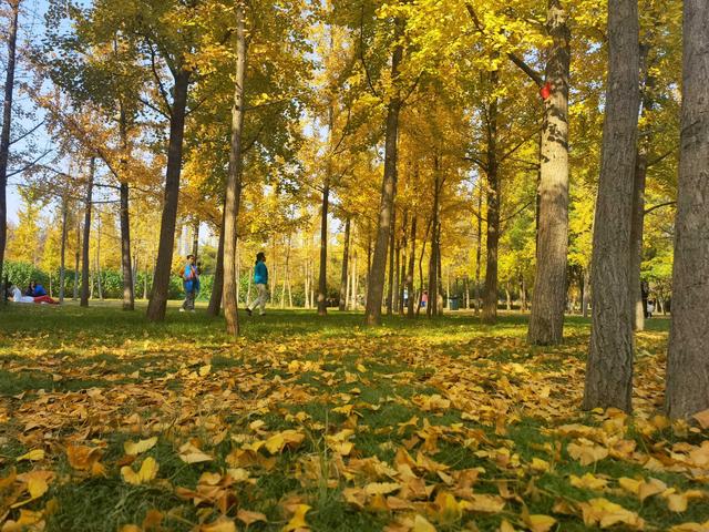 好景山東|滿目金黃!濟南森林公園銀杏披金裝,秋日童話正在上演