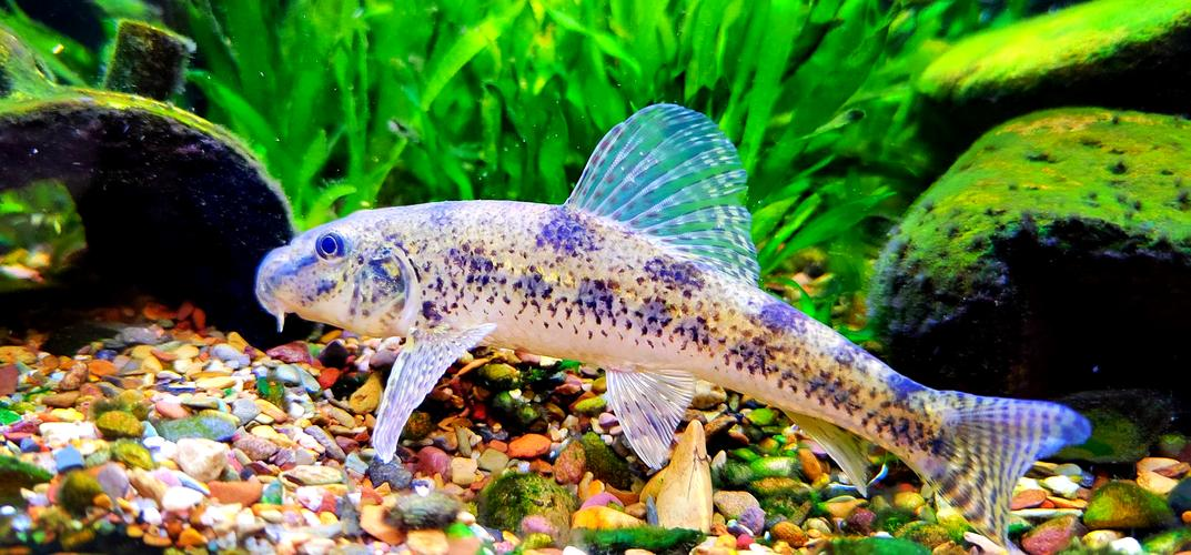 沙里趴:从农村小鱼到水族新宠的传奇