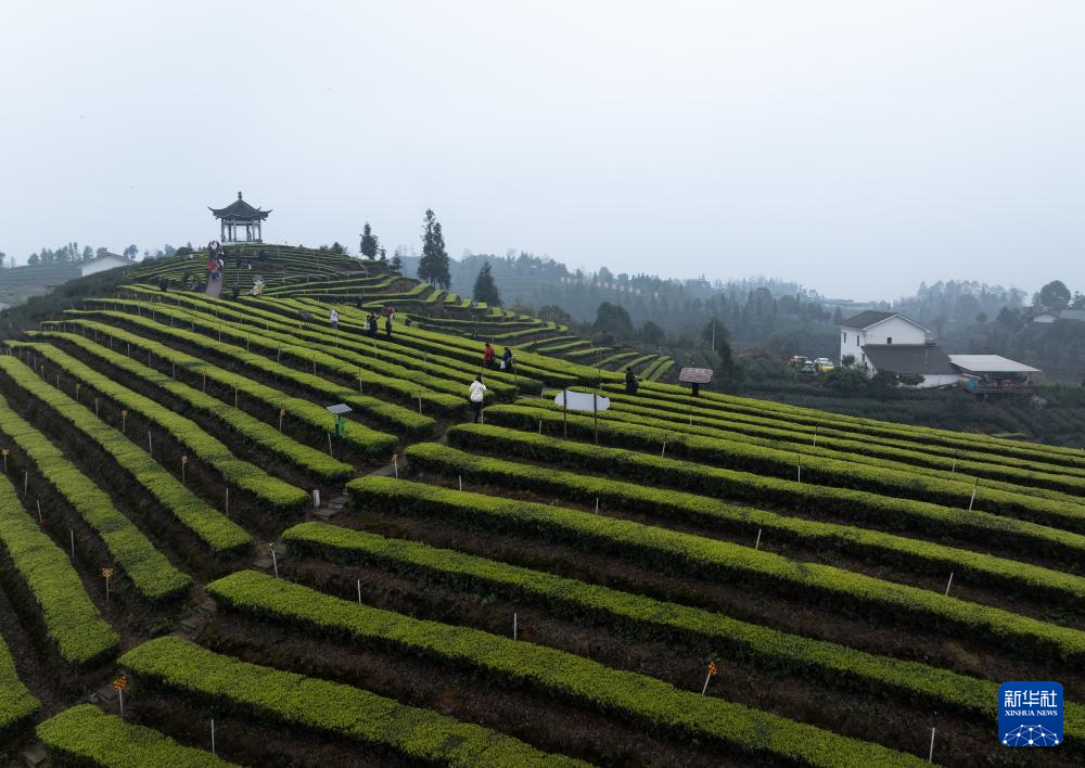 纳溪梅岭茶园图片