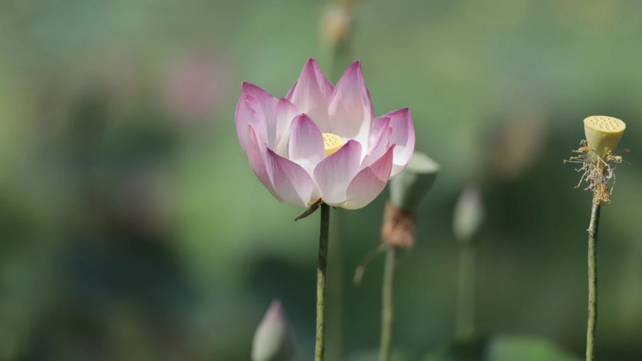 图集:分享一组高清荷花壁纸,欢迎收藏!