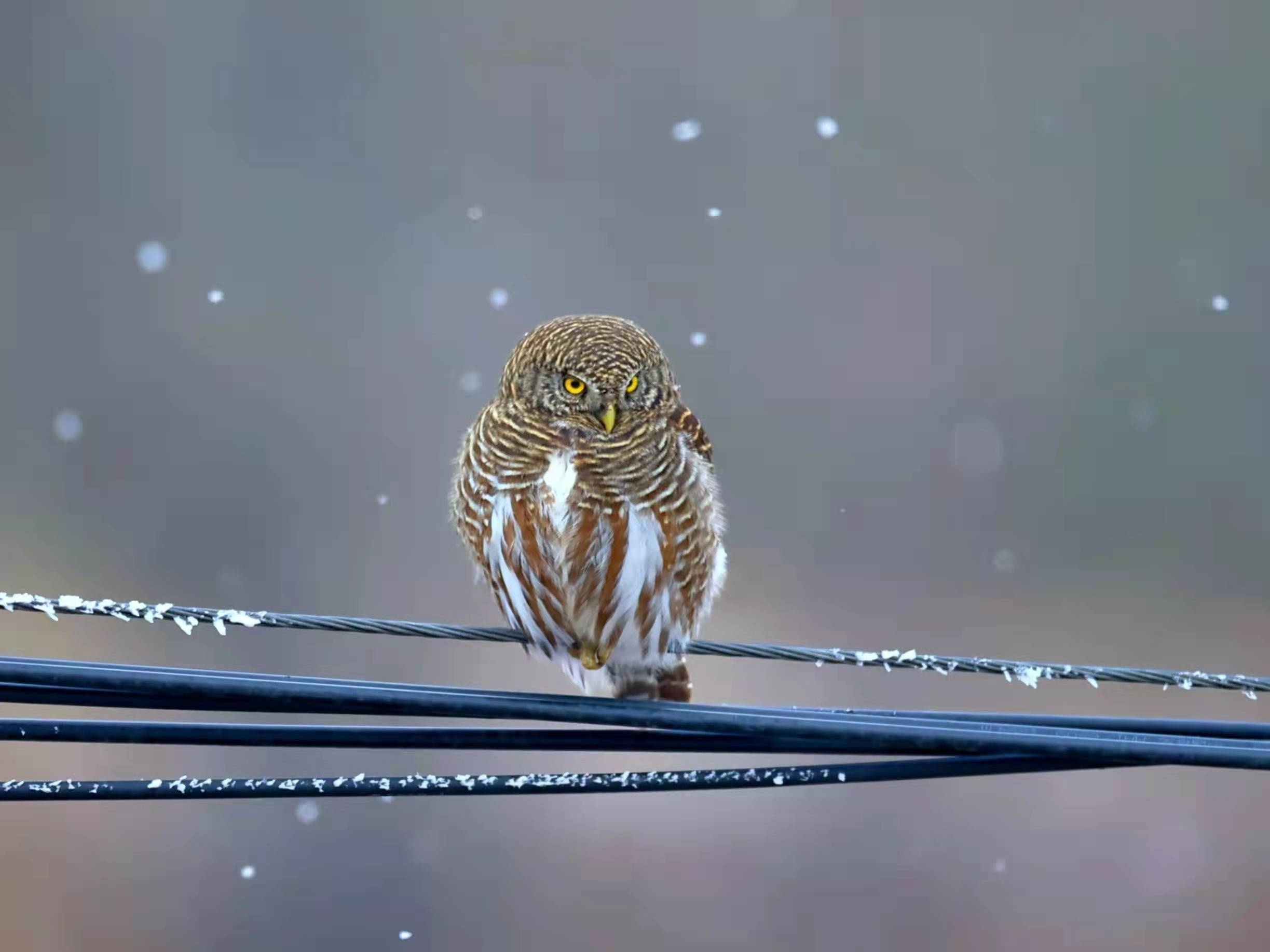 宁夏六盘山首次记录国家二级保护鸟类斑头鸺鹠(xiūliú)