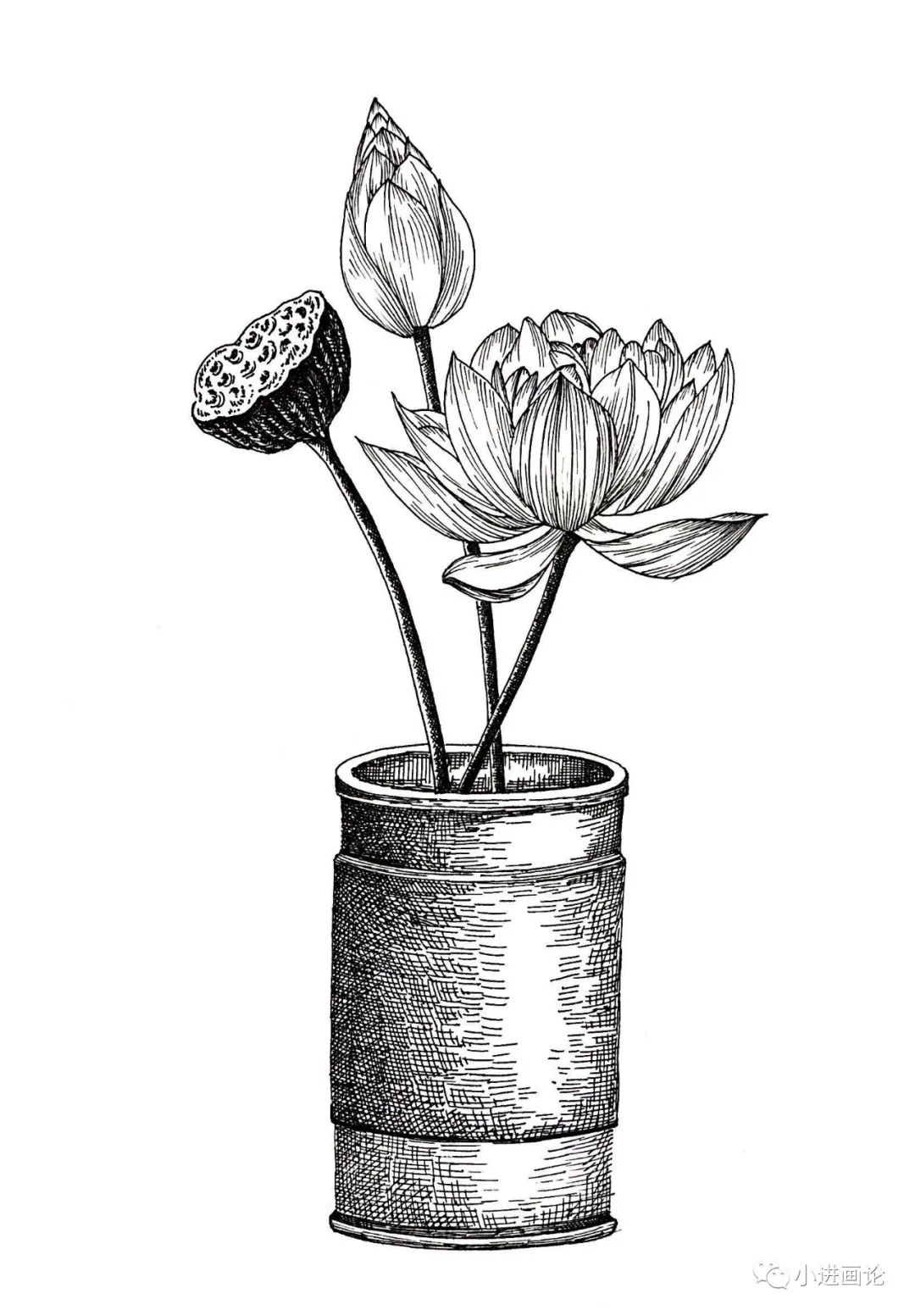 线描钢笔画教程|瓶插荷花