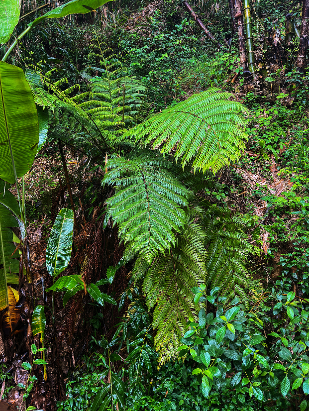 龙陵海拔1571米处发现毛叶黑桫椤