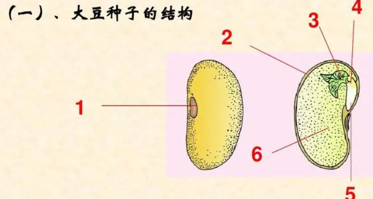 植物种子的结构