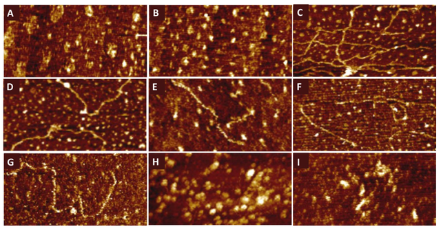 《scientific reports》:半小时鉴定brca1基因突变!