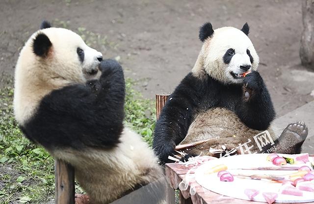 可爱加倍惊喜翻番重庆动物园6只熊猫过生日