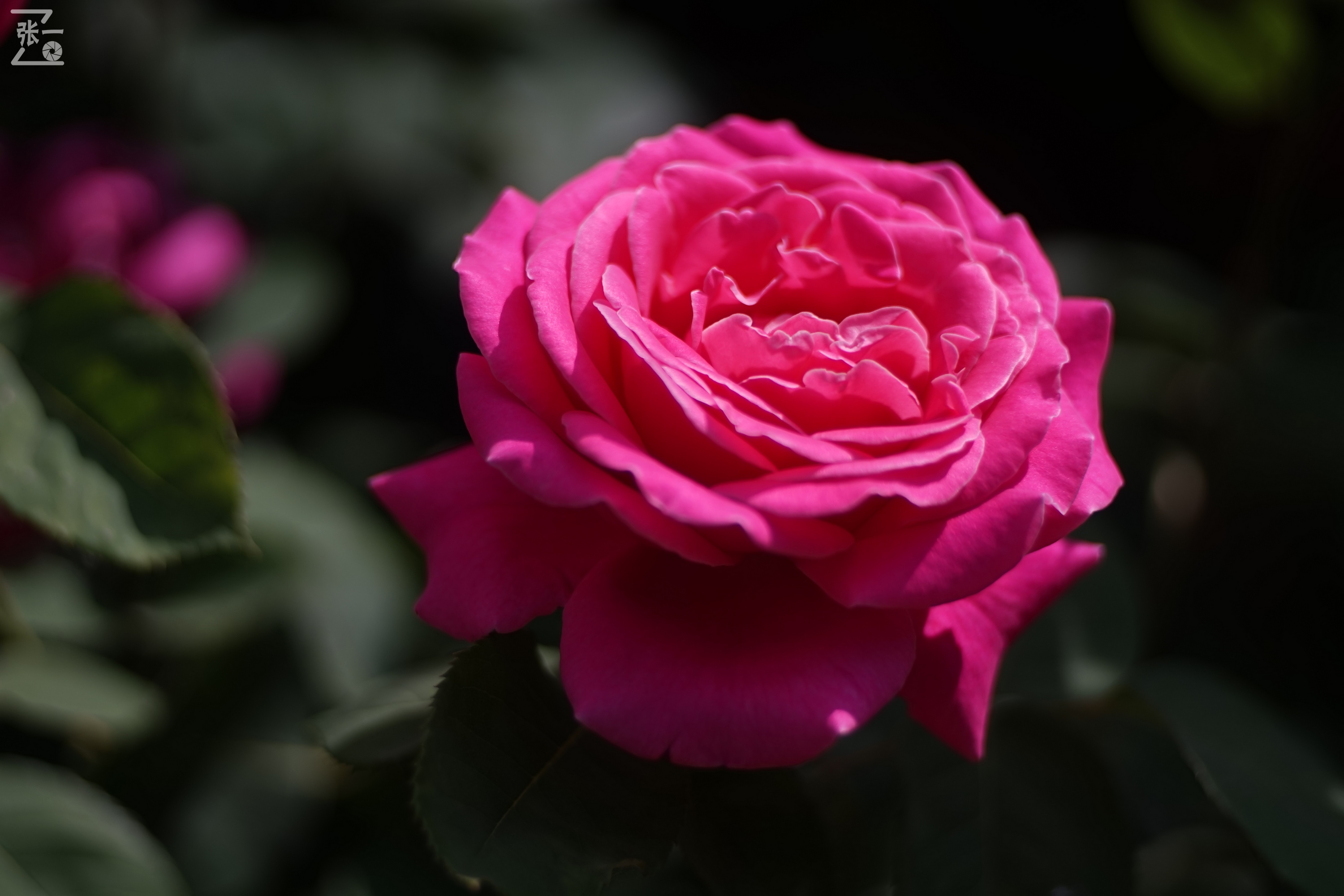 老镜头拍北京:中国熊猫58/2镜头实拍月季,北京的市花之一!