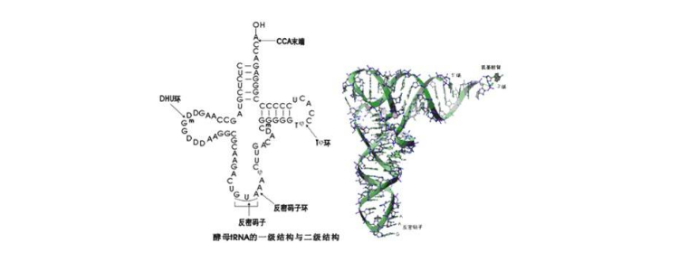 trna的三级结构是什么型