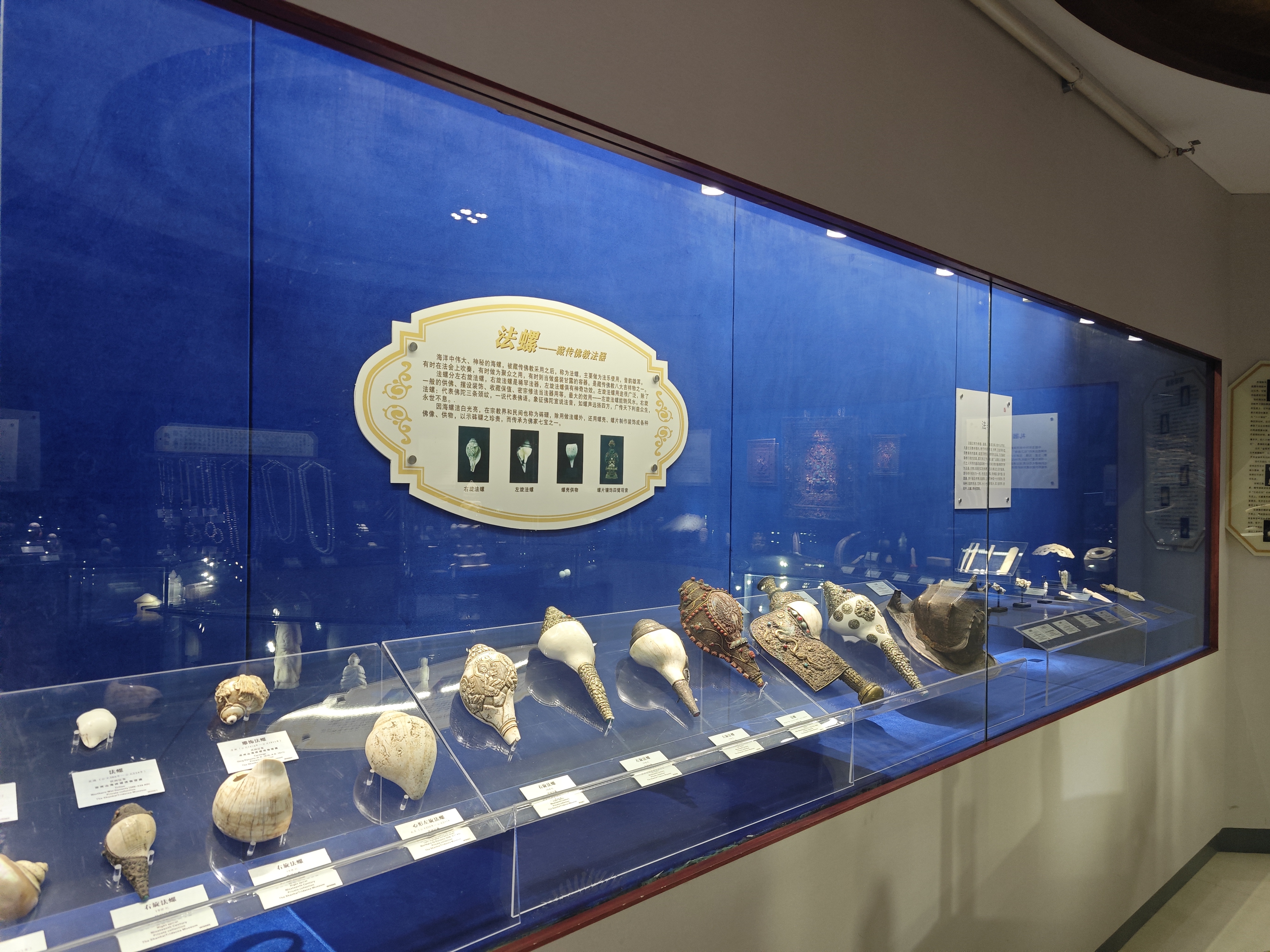 郑州特色博物馆之山海砗磲博物馆:传承万年的海中灵珍