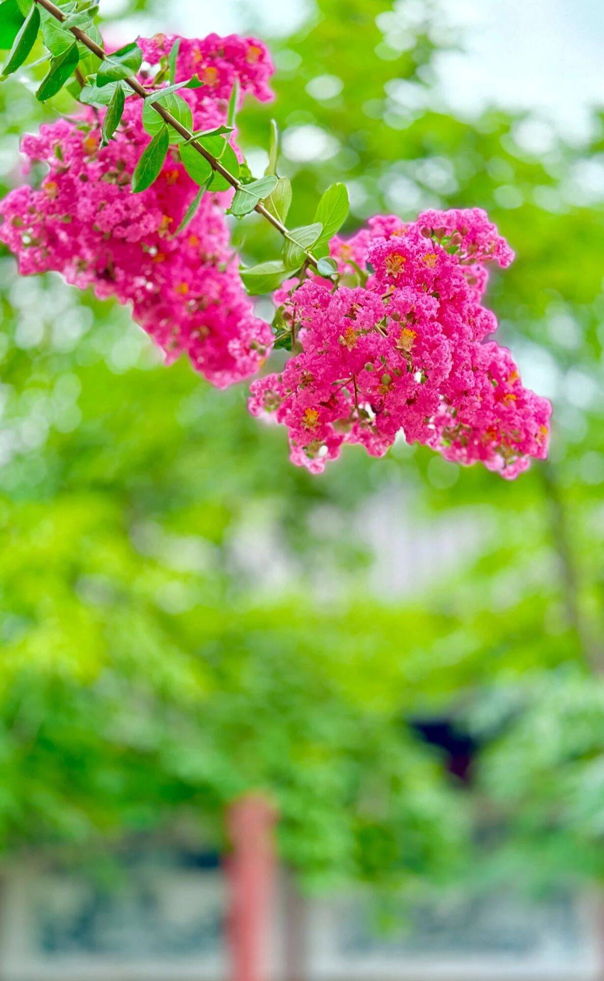 组图|"独占芳菲当夏景 不将颜色托春风" 泰山岱庙园中紫薇花盛开