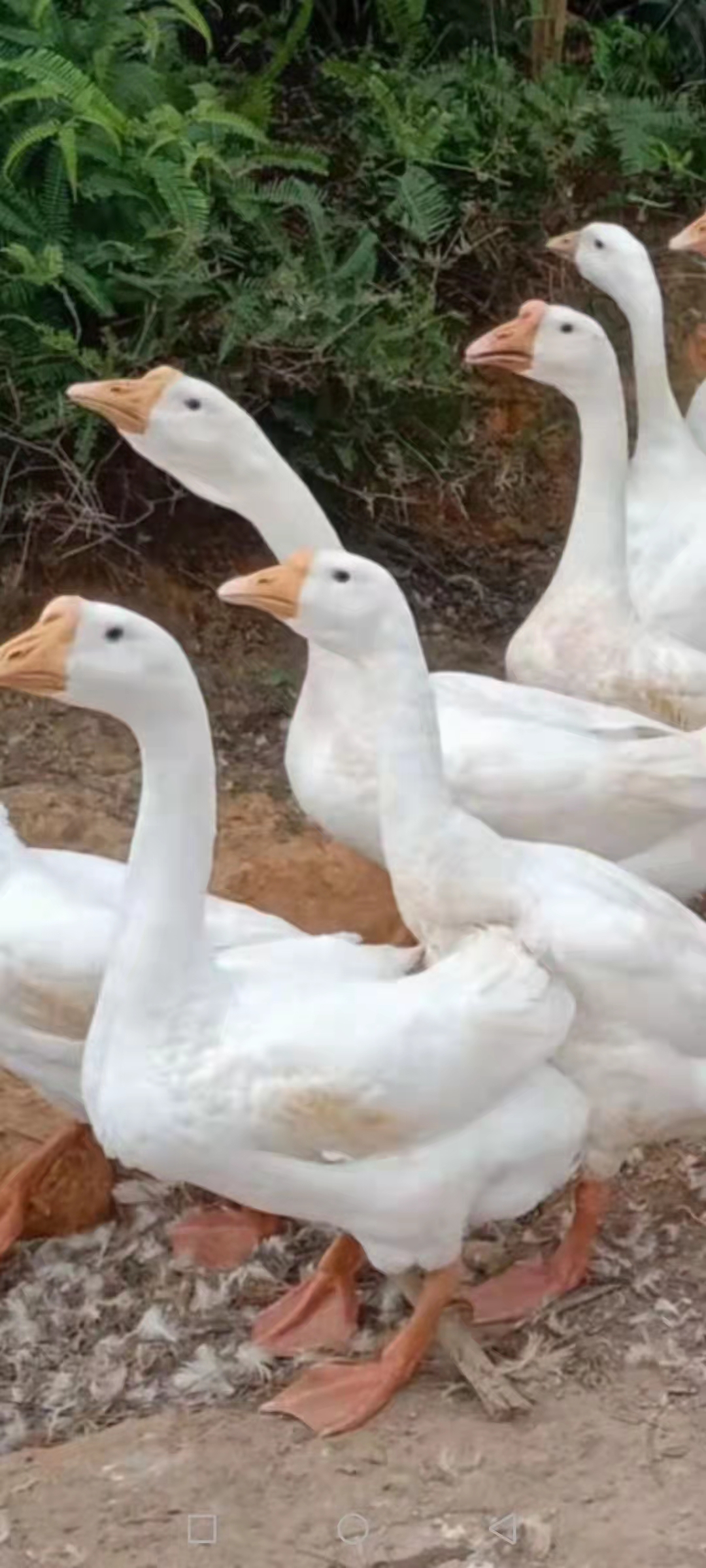 鹅脱肛怎么回事鹅拉稀怎么办母鹅肛门掉出来怎么办