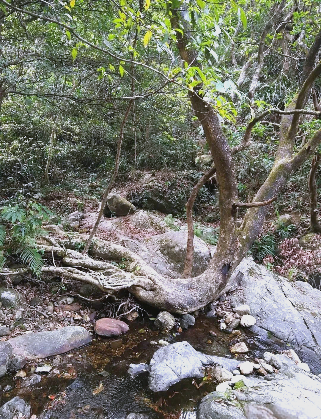 探索梧桐山老虎涧:挑战自我与自然风光的完美结合
