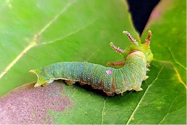 舞钢市首次发现新蝴蝶昆虫——白带螯蛱蝶