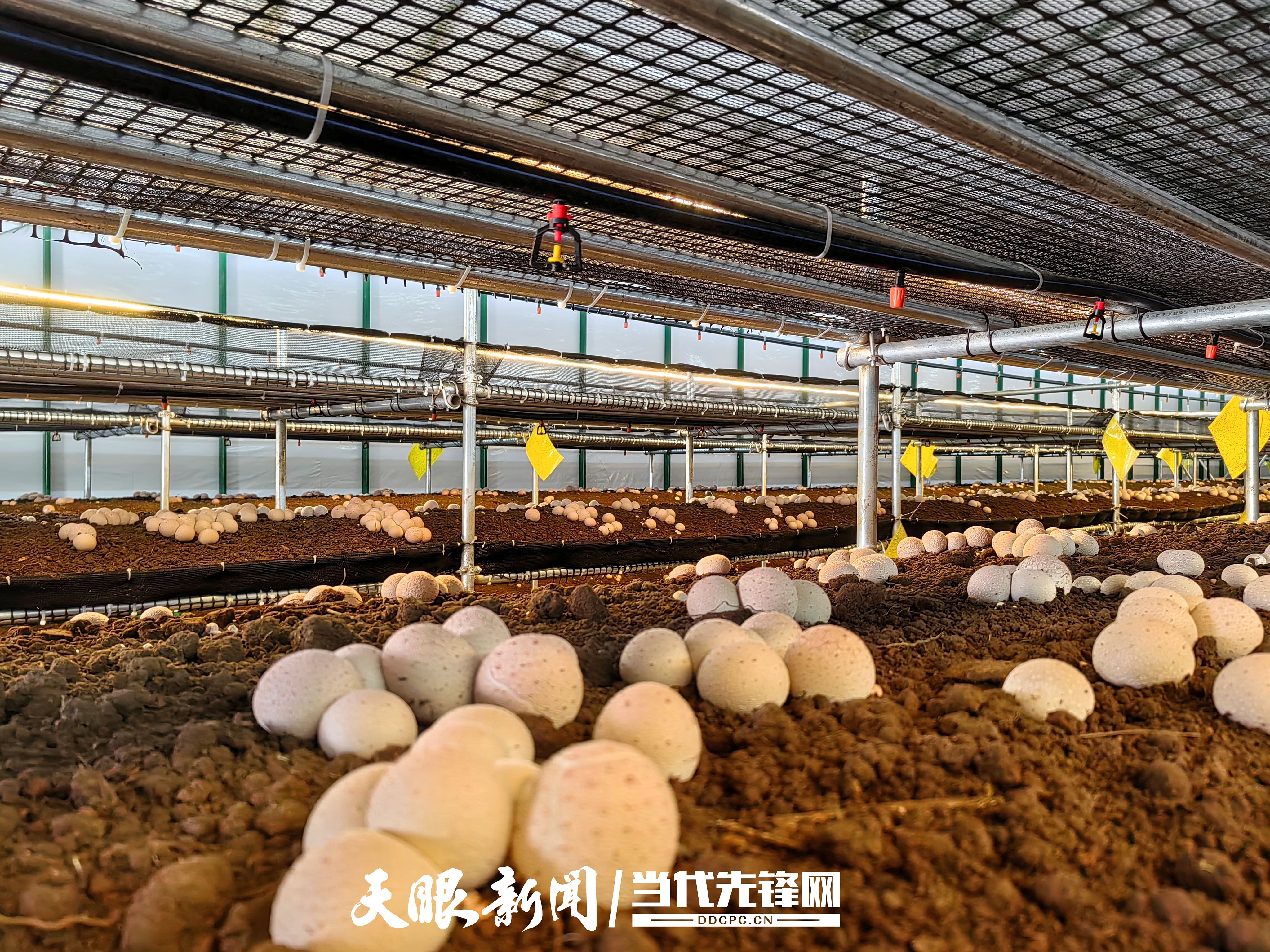 科技特派员李启华:"做个有心人,把论文写在田野上"