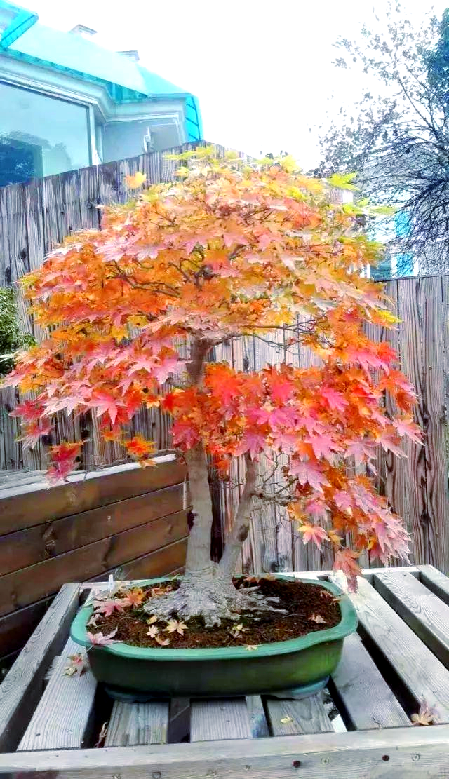 枫树盆景的多样风情与独特魅力