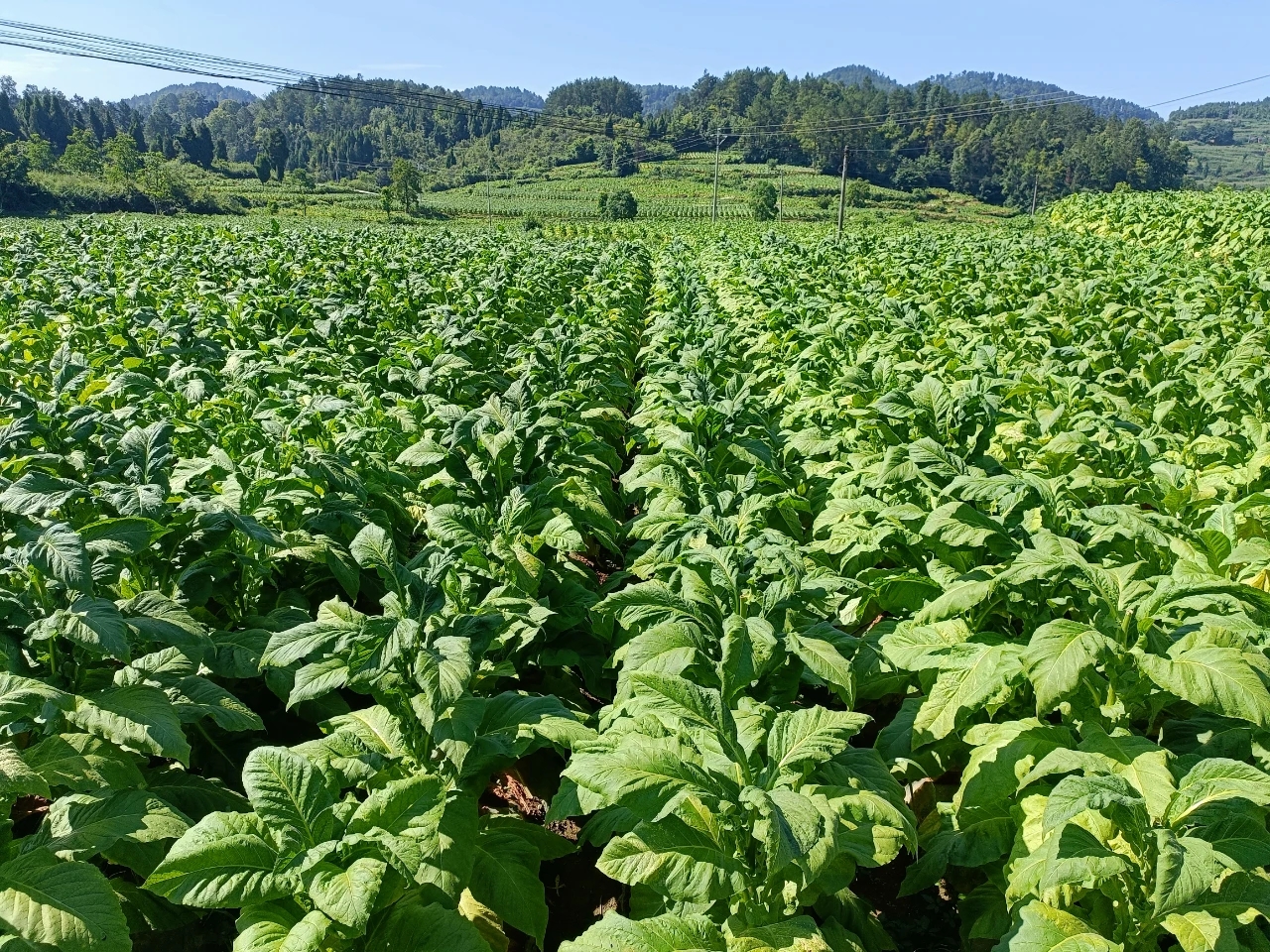 开阳县楠木渡镇:"金叶"飘香季 烟农"赶烤"忙