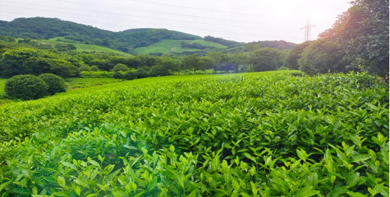 常州溧阳:"小茶叶"成就"大产业",以茶赋能经济高质量发展