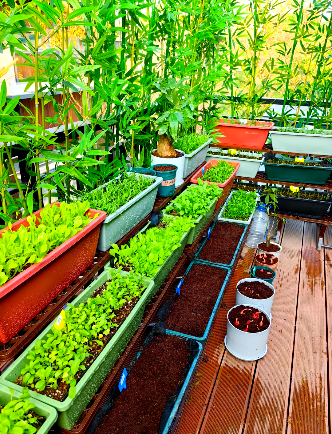 阳台花箱打造家居新绿意,生活更添趣味与色彩