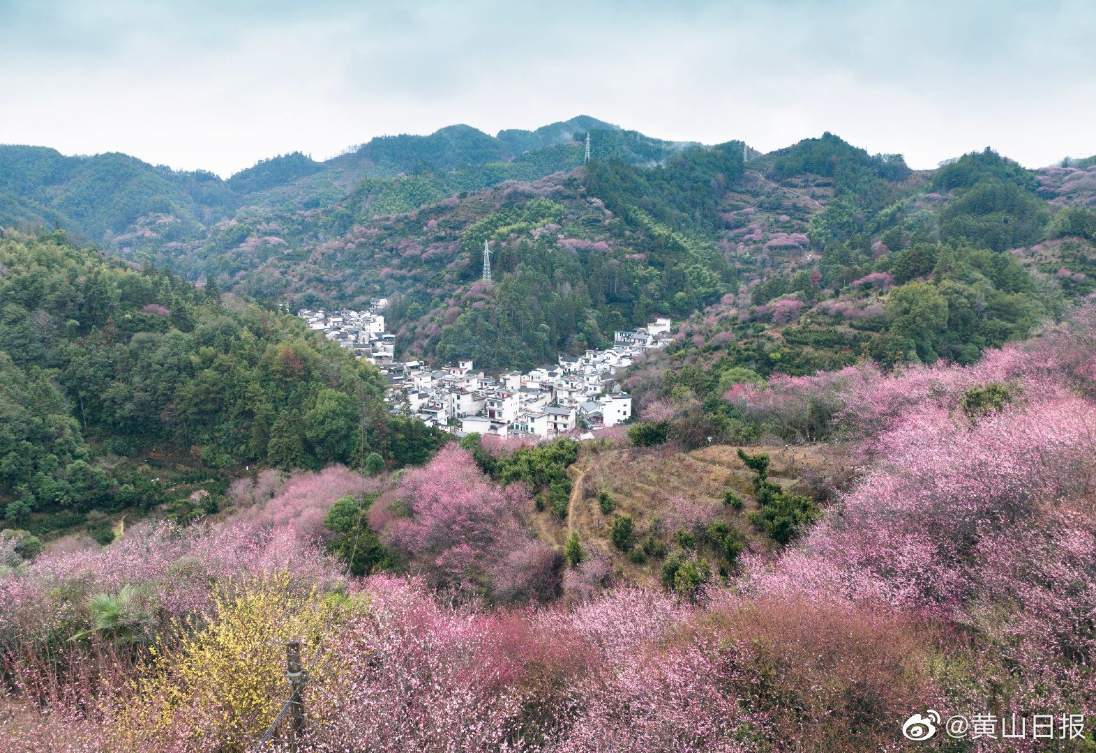 黄山卖花渔村又迎赏花热潮